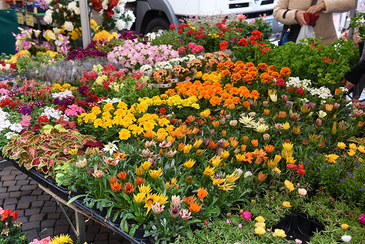 Foire aux plantes et produits du terroir